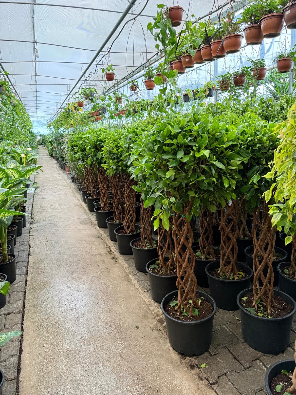 Fide Yetiştiriciliği ve Sera